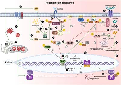 Role of NLRP3 inflammasome and oxidative stress in hepatic insulin resistance and the ameliorative effect of phytochemical intervention